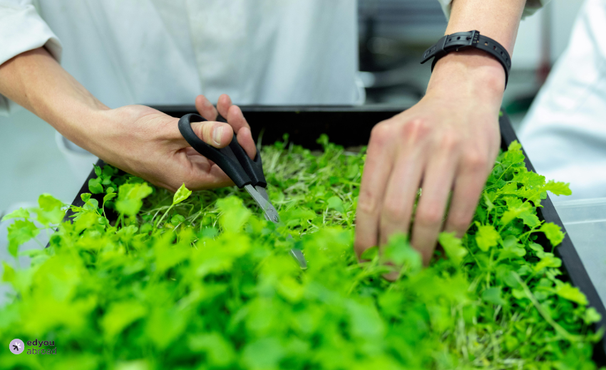 Best Master’s in Sustainability in Germany 2025. Photo by ThisIsEngineering: https://www.pexels.com/photo/person-holding-black-scissors-3912947/